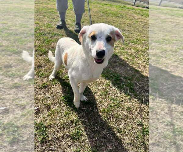 Medium Photo #2 Mutt Puppy For Sale in Abbeville, LA, USA