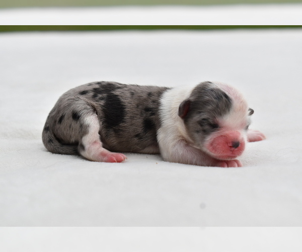 Medium Photo #2 Shih Aussie Puppy For Sale in PALM COAST, FL, USA