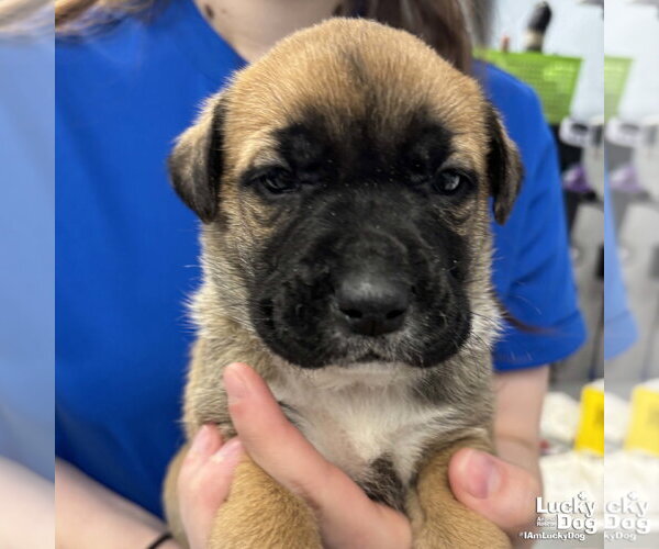Medium Photo #2 Lab-Pointer Puppy For Sale in Washington, DC, USA