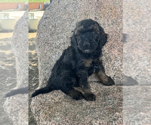 Medium Photo #3 Poodle (Miniature)-Poodle (Standard) Mix Puppy For Sale in LONGMONT, CO, USA