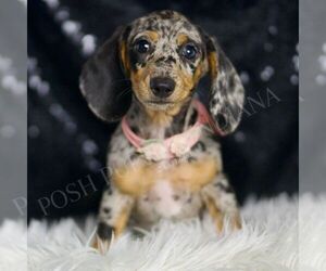 Dachshund Puppy for sale in WARSAW, IN, USA