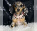 Small Dachshund