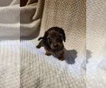 Puppy Boy 1 Dachshund