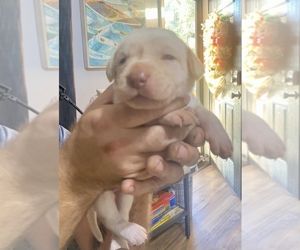 Medium Photo #1 Labrador Retriever Puppy For Sale in WILDWOOD, FL, USA
