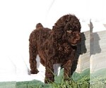 Small Photo #18 Poodle (Standard) Puppy For Sale in LAKE CITY, FL, USA