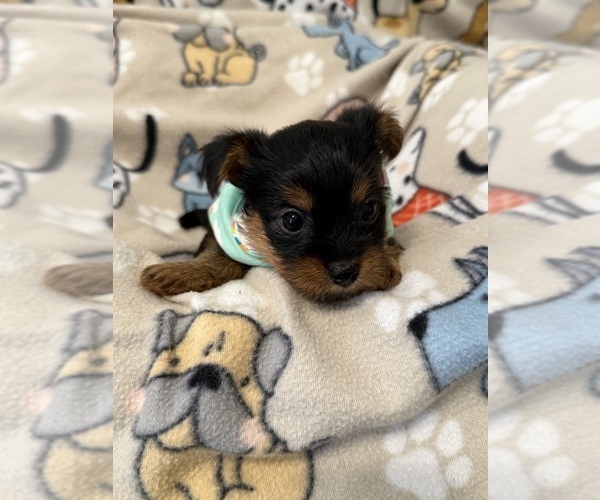 Medium Photo #1 Yorkshire Terrier Puppy For Sale in ORLANDO, FL, USA