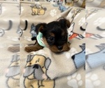 Puppy Sky Yorkshire Terrier