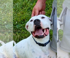 Boxer-Unknown Mix Dogs for adoption in Germantown, OH, USA