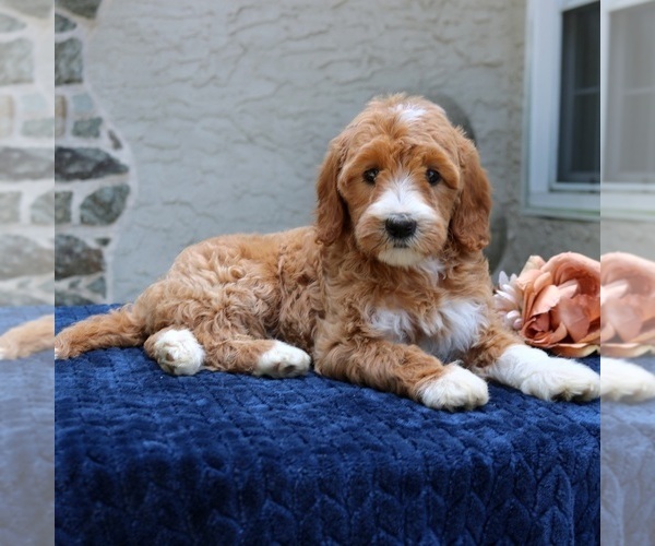 Medium Photo #3 Goldendoodle Puppy For Sale in NARVON, PA, USA