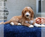 Small #2 Goldendoodle