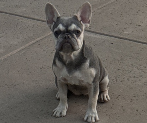 Medium Photo #1 French Bulldog Puppy For Sale in OAKLEY, CA, USA