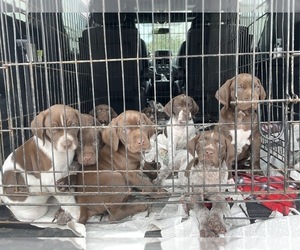 German Shorthaired Pointer Puppy for sale in BRODHEAD, WI, USA