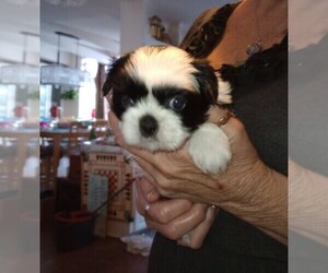 Shih Tzu Puppy for sale in VERO BEACH, FL, USA