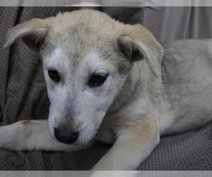 Mutt Dogs for adoption in Thief River Falls, MN, USA