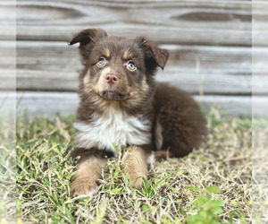 Cane Corso Puppy for sale in ORLANDO, FL, USA
