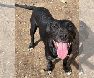 Tycoon - Male American Staffordshire Terrier-Unknown Mix Dog for Adoption - Photo #3
