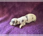 Small Photo #14 Dachshund Puppy For Sale in BLMGTN, IN, USA