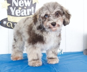 Poodle (Toy) Puppy for sale in BEL AIR, MD, USA