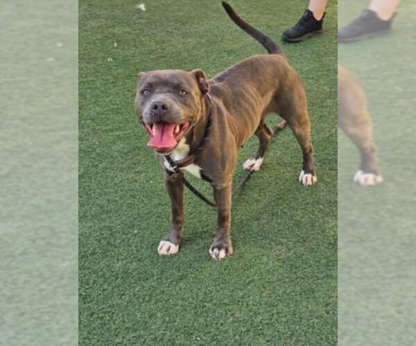 Medium Photo #5 American Pit Bull Terrier-Unknown Mix Puppy For Sale in Rockwall, TX, USA