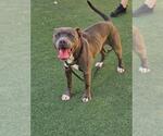 Small #4 American Pit Bull Terrier Mix