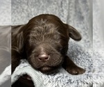 Small Photo #41 Goldendoodle Puppy For Sale in HOWARD CITY, MI, USA