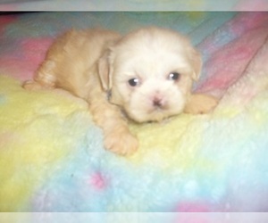 Wapoo Puppy for sale in JACKSON, MS, USA