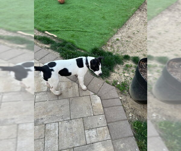 Medium Photo #2 Mutt Puppy For Sale in Woodbury, NY, USA