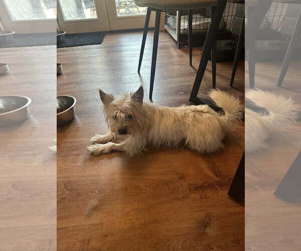 Medium Photo #3 Mutt Puppy For Sale in Jackson Township, NJ, USA