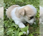 Small Photo #2 Morkie Puppy For Sale in WELLSBORO, PA, USA