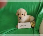 Small Photo #13 Golden Retriever Puppy For Sale in NORTH UNION, PA, USA