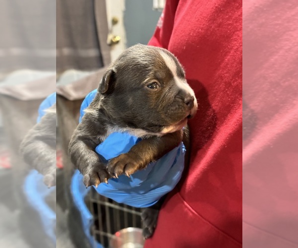 Medium Photo #9 American Bully Puppy For Sale in WALLINGFORD, CT, USA