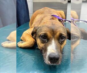 Black Mouth Cur-Unknown Mix Dogs for adoption in Mobile, AL, USA