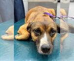 Small Black Mouth Cur Mix