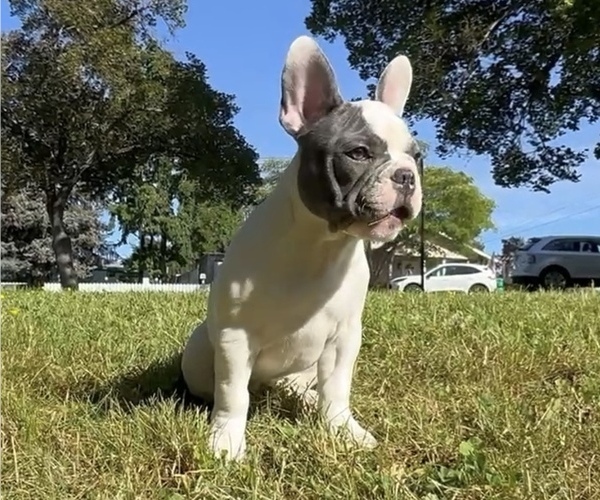 Medium Photo #8 French Bulldog Puppy For Sale in MEDFORD, OR, USA