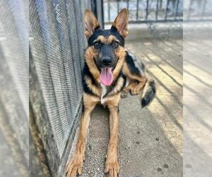 German Shepherd Dog Dogs for adoption in Riverside, CA, USA