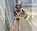ROOSTER - Male German Shepherd Dog Dog for Adoption - Small photo