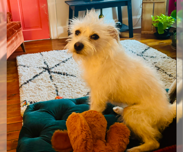 Medium Photo #1 Mutt Puppy For Sale in Brooklyn Center, MN, USA