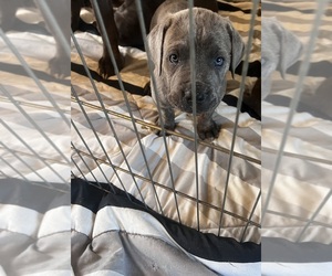 Cane Corso Puppy for sale in CURRYVILLE, MO, USA
