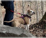 Small #9 American Pit Bull Terrier Mix