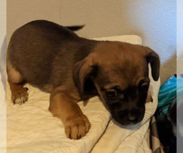 Medium Photo #5 Chiweenie Puppy For Sale in Princeton, MN, USA