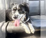 Small #13 Australian Shepherd Mix