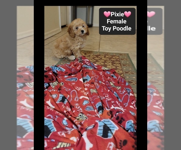Medium Photo #3 Poodle (Toy) Puppy For Sale in TUCSON, AZ, USA