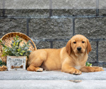 Small Photo #40 Labrador Retriever Puppy For Sale in MILLERSBURG, OH, USA