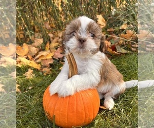 Shih Tzu Puppy for sale in MIDDLEBURY, IN, USA