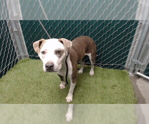 Mutt Dogs for adoption in Downey, CA, USA