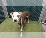 HILDA - Female Mutt Dog for Adoption - Small photo