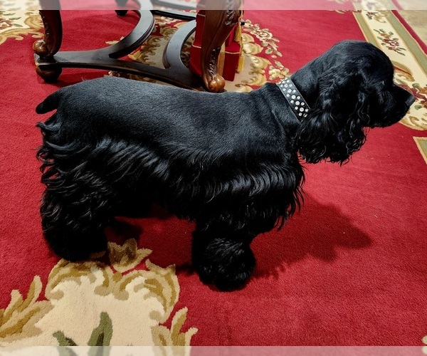 Medium Photo #6 Cocker Spaniel Puppy For Sale in HUFFMAN, TX, USA