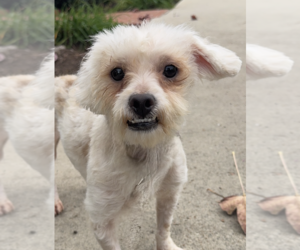 Kevin - Male Maltese-Unknown Mix Dog for Adoption - Photo #3