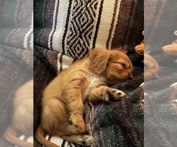 Medium Photo #3 Cavalier King Charles Spaniel Puppy For Sale in SAINTE GENEVIEVE, MO, USA