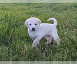 Small #2 Golden Shepherd-Labrador Retriever Mix